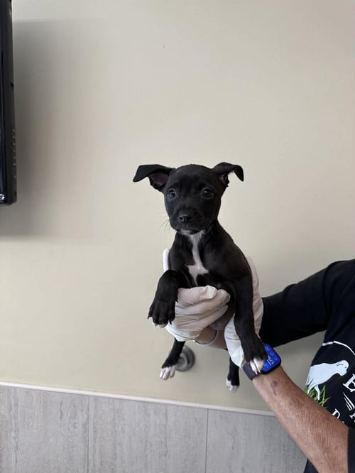 CAPUCINE PUP - ISADORA - Boxer / Terrier for adoption in Boca Raton