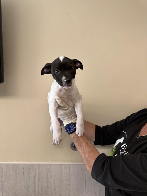 CAPUCINE PUP - LOMBARDI - Boxer / Terrier for adoption in Boca Raton