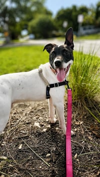 Capucine Pup - Lombardi - Photo 3