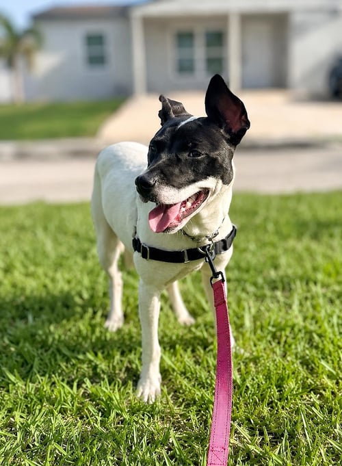 CAPUCINE PUP - LOMBARDI - Boxer / Terrier available for adoption