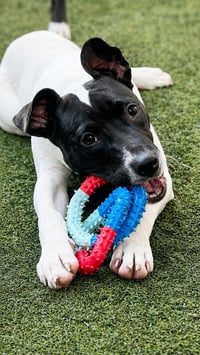 Capucine Pup - Lombardi - Photo 4