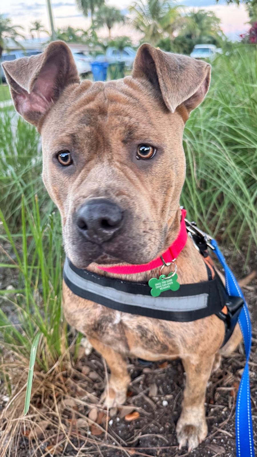 XENA - Staffordshire Bull Terrier for adoption in Boca Raton