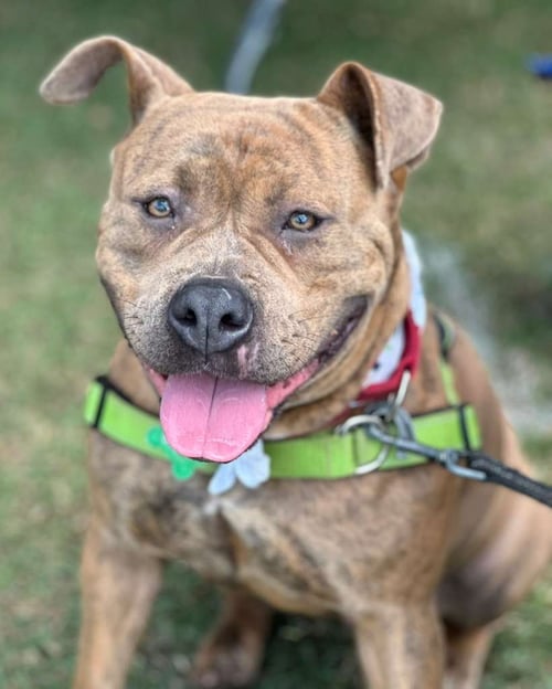 XENA - Staffordshire Bull Terrier available for adoption