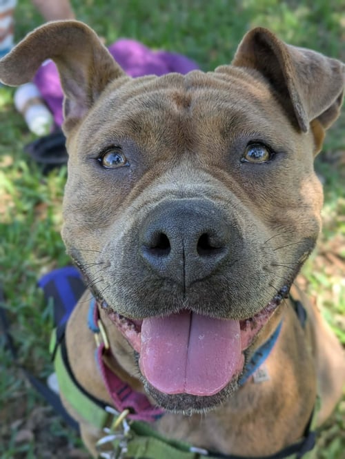 XENA - Staffordshire Bull Terrier available for adoption