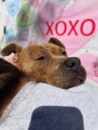 Xena - Photo 9