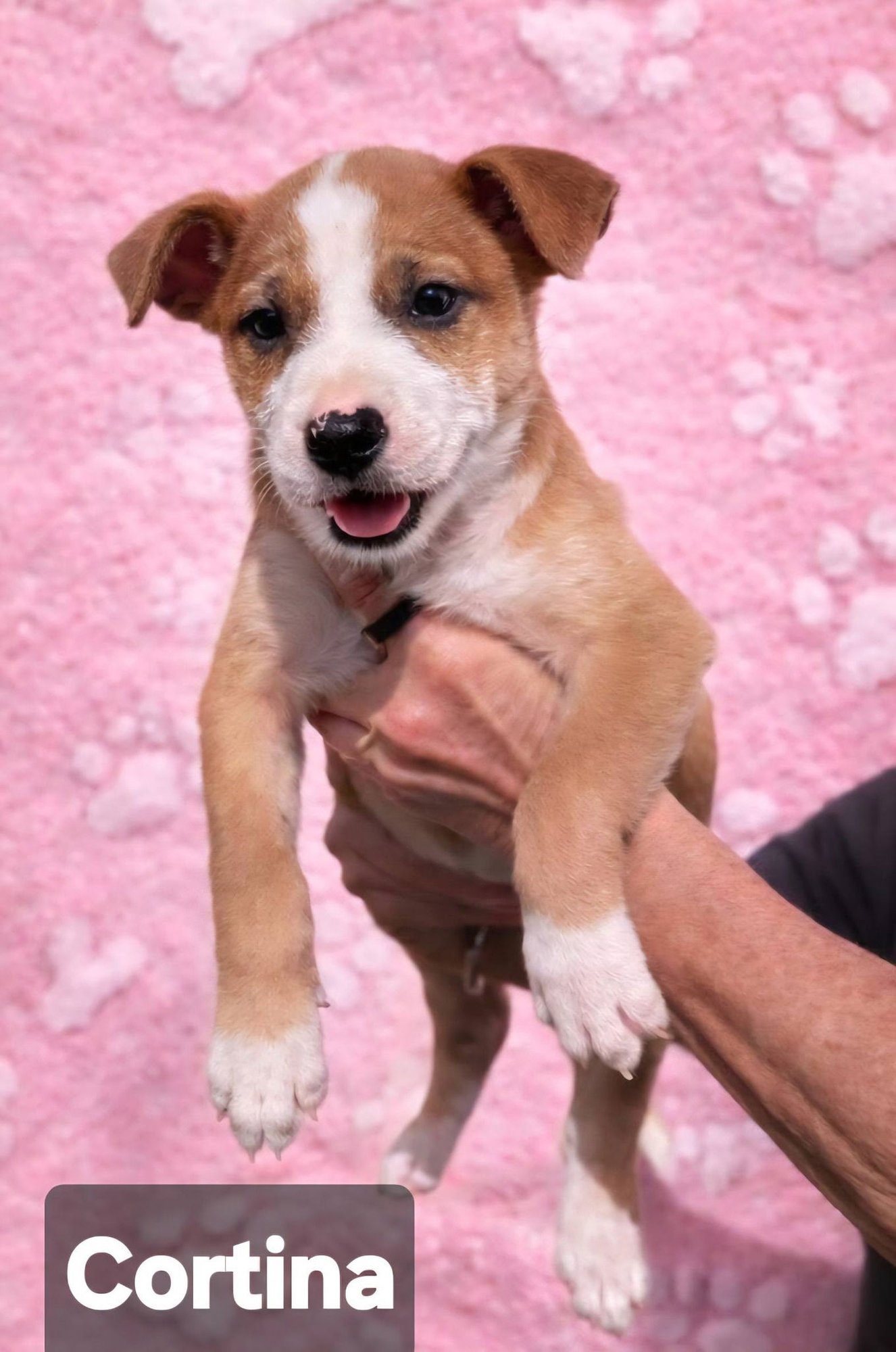 CORTINA - Terrier available for adoption