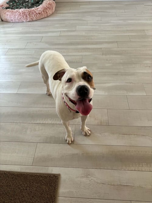 CAPUCINE - MOM - Boxer / Terrier available for adoption