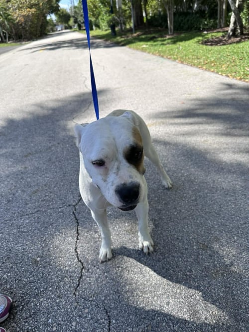 CAPUCINE - MOM - Boxer / Terrier available for adoption