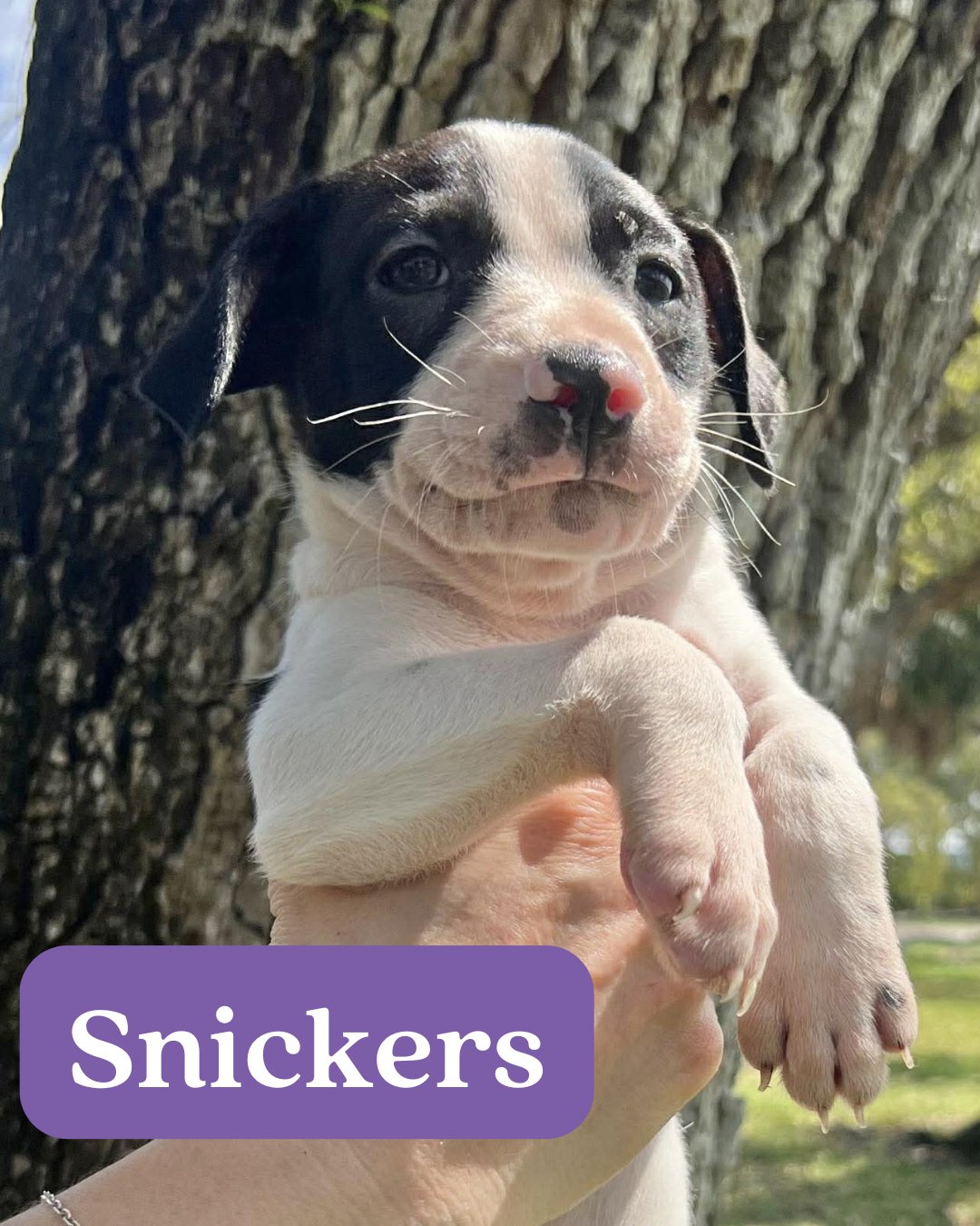 CHILLI PUP -SNICKERS - Dachshund / Labrador Retriever available for adoption