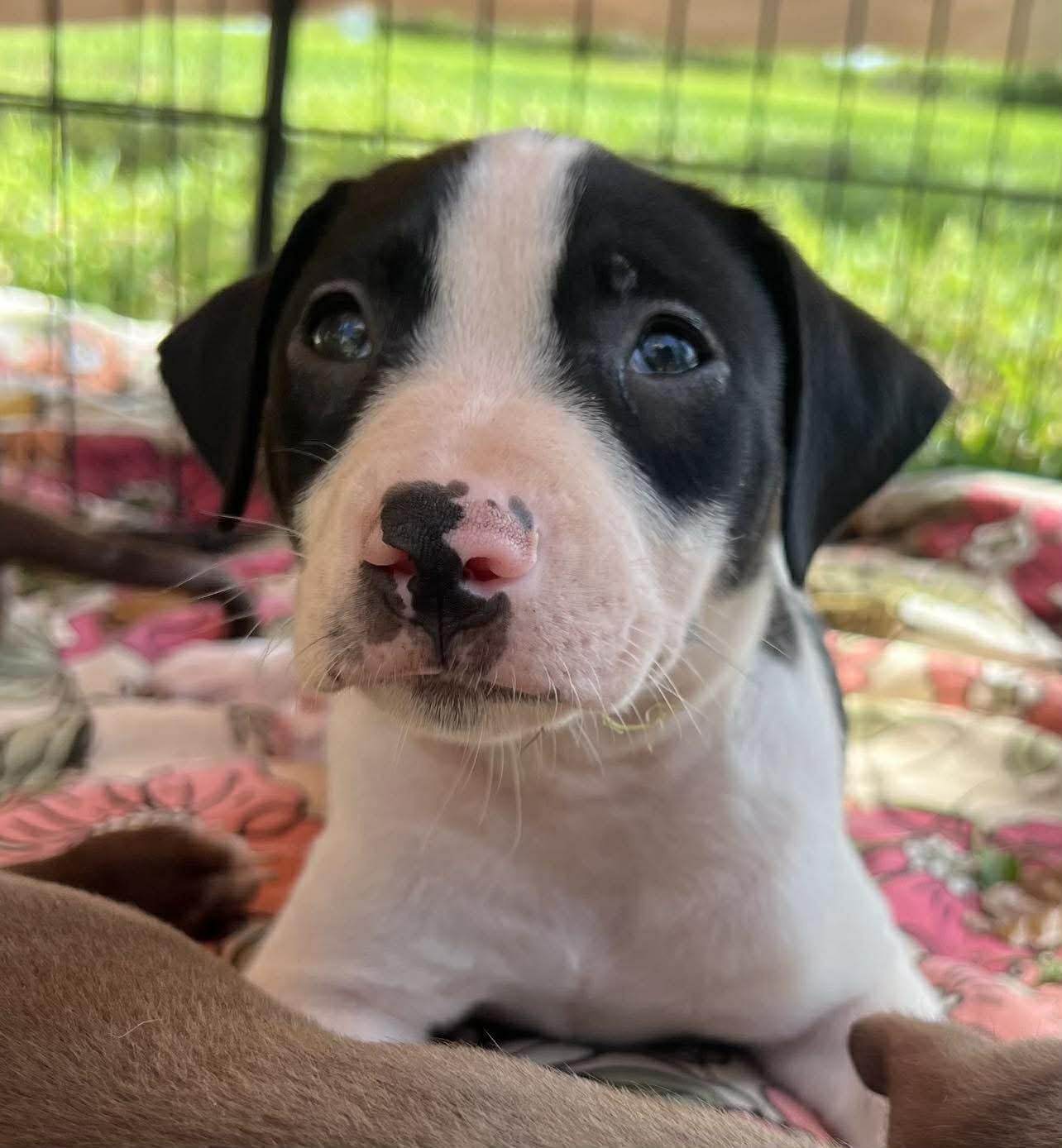 CHILLI PUP -SNICKERS - Dachshund / Labrador Retriever available for adoption