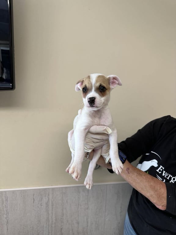 Capucine Pup - Tuscany Image