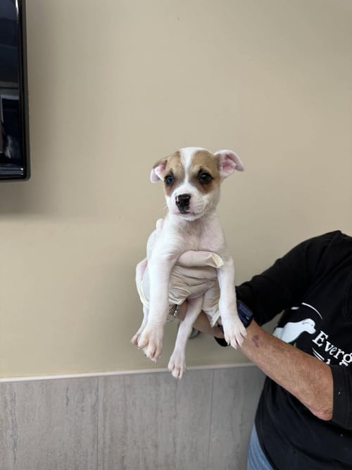 CAPUCINE PUP - TUSCANY - Boxer / Terrier for adoption in Boca Raton