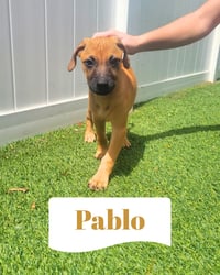 Isabella Pup - Pablo - Photo 1