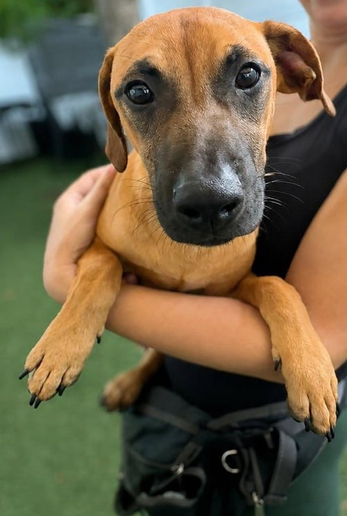ISABELLA PUP - PABLO - Dachshund / Labrador Retriever for adoption in Boca Raton