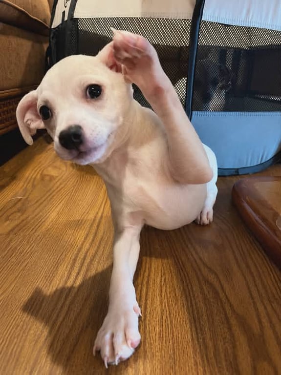Tiffany Pup -Lima Image