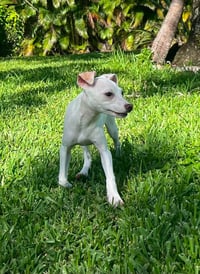 Tiffany Pup -Lima - Photo 3