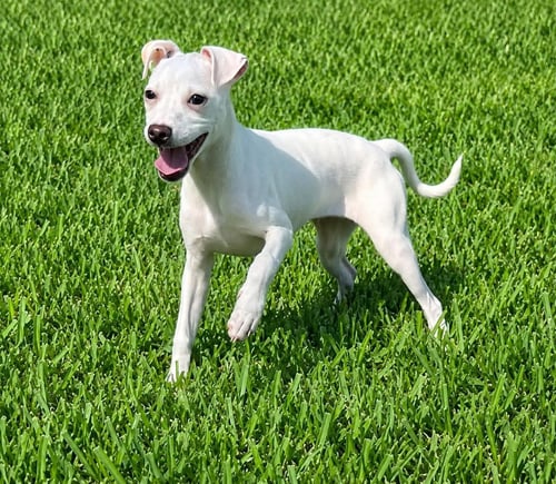 TIFFANY PUP -LIMA - Jack Russell Terrier / Chihuahua available for adoption