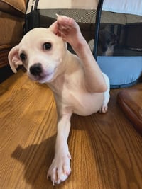 Tiffany Pup -Lima - Photo 4