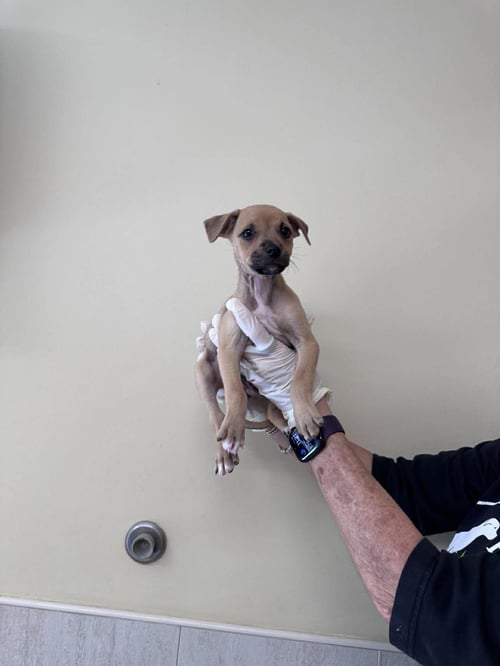 CAPUCINE PUP - RAFFAELLO - Boxer / Terrier for adoption in Boca Raton