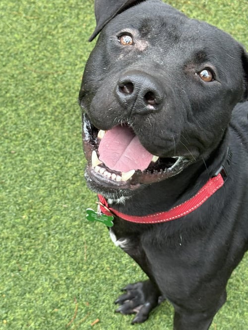 PERCY - Pit Bull Terrier available for adoption