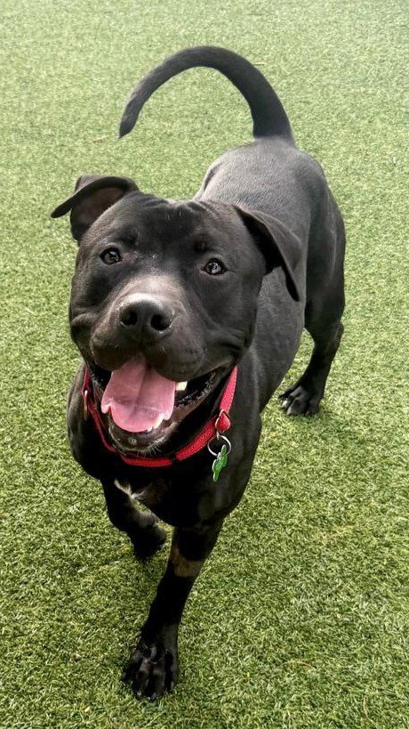 PERCY - Pit Bull Terrier available for adoption