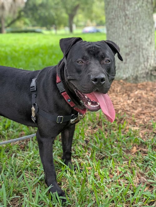 PERCY - Pit Bull Terrier available for adoption