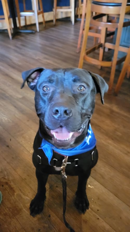 PERCY - Pit Bull Terrier available for adoption