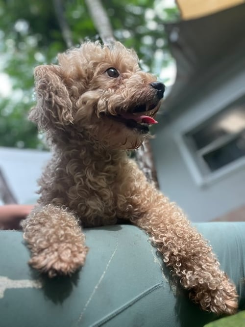 GOLDY - Poodle (Miniature) available for adoption