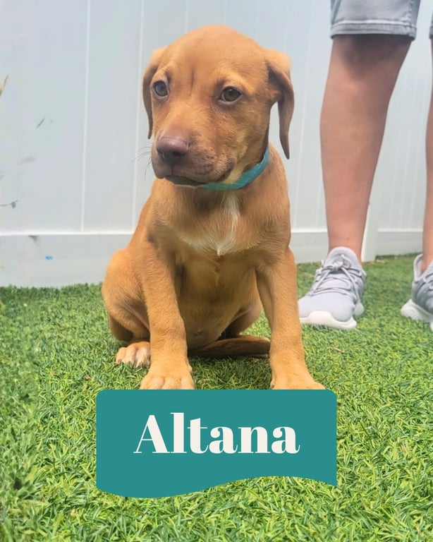 Isabella Pup - Altana Image
