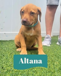 Isabella Pup - Altana - Photo 1