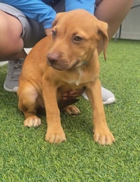 Isabella Pup - Altana - Photo 2