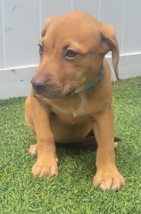 Isabella Pup - Altana - Photo 3