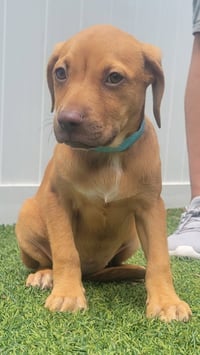 Isabella Pup - Altana - Photo 5
