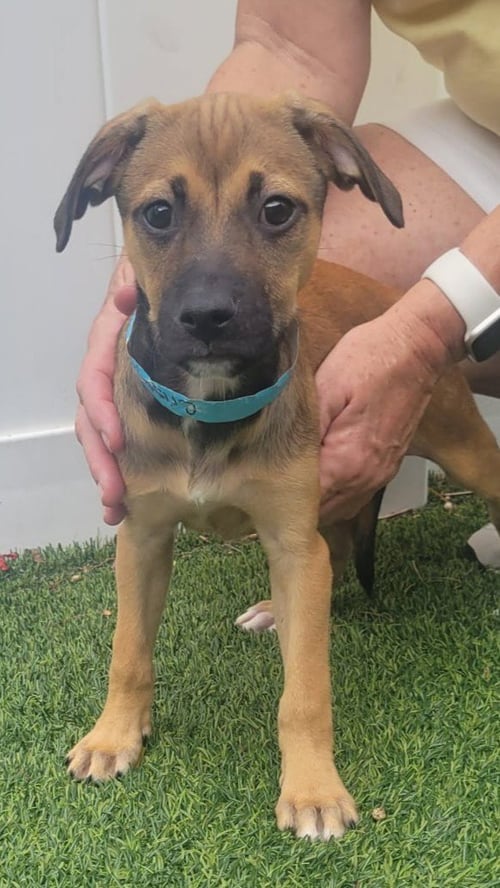 ISABELLA PUP - CRISTINA - Dachshund / Labrador Retriever available for adoption