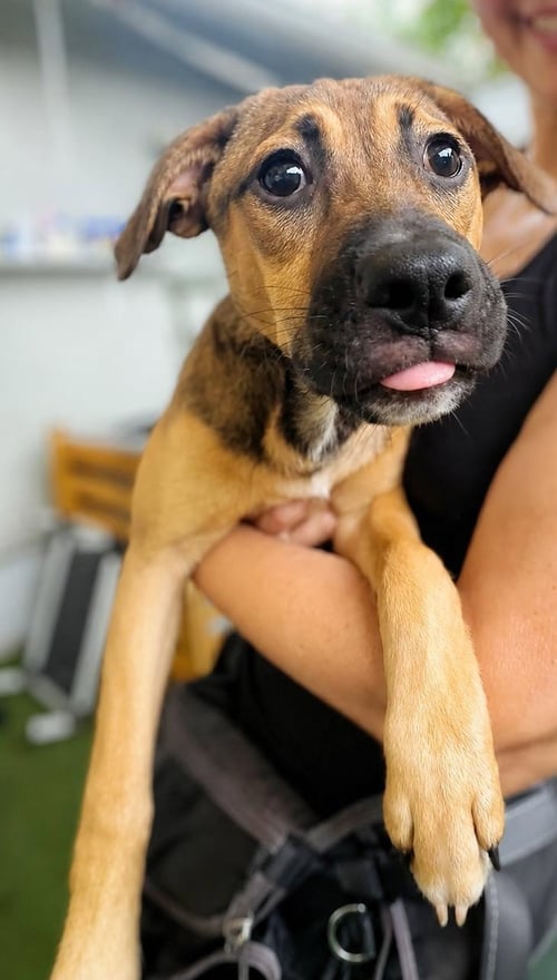 ISABELLA PUP - CRISTINA - Dachshund / Labrador Retriever for adoption in Boca Raton