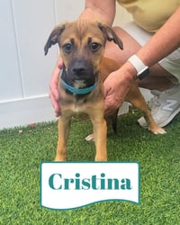 Isabella Pup - Cristina - Photo 1