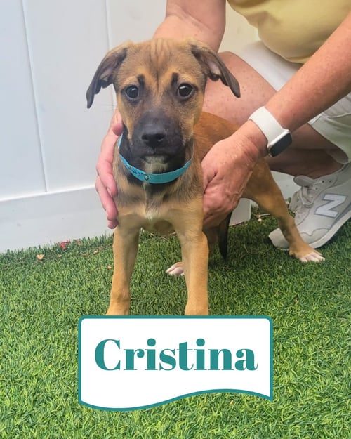 ISABELLA PUP - CRISTINA - Dachshund / Labrador Retriever available for adoption