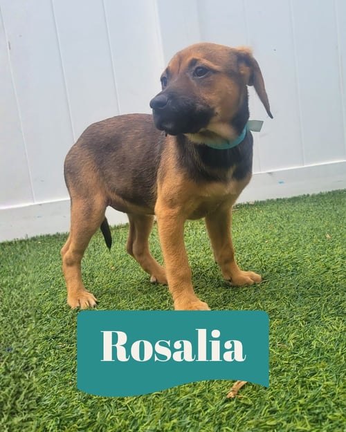 ISABELLA PUP - ROSALIA - Dachshund / Labrador Retriever available for adoption