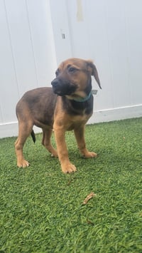 Isabella Pup - Rosalia - Photo 3