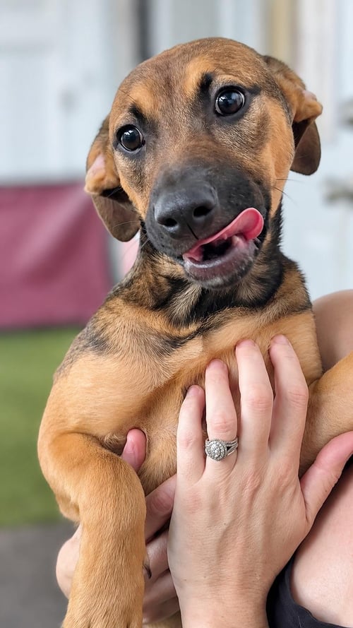 ISABELLA PUP - ROSALIA - Dachshund / Labrador Retriever for adoption in Deerfield Beach