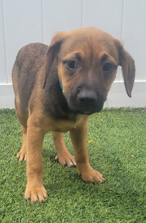 ISABELLA PUP - ROSALIA - Dachshund / Labrador Retriever available for adoption