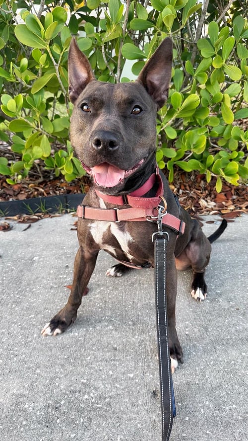 RAVEN - Terrier available for adoption