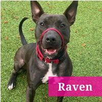 Raven - Photo 18