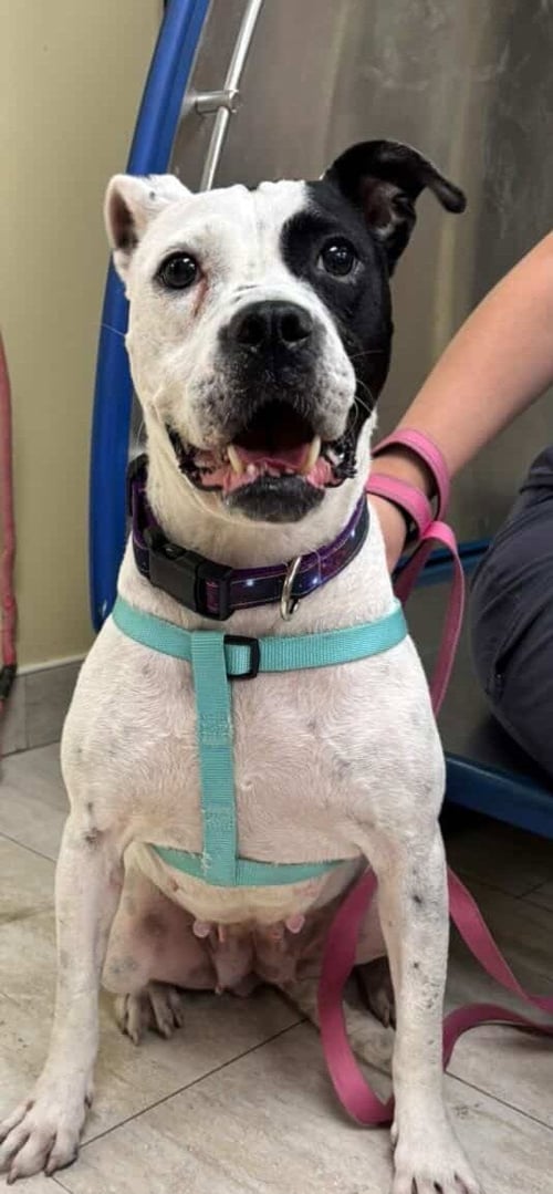 EVE - Pit Bull Terrier available for adoption