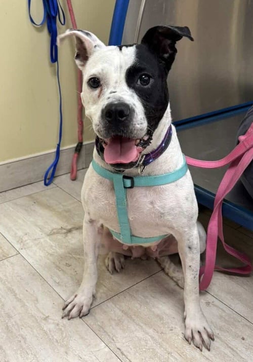 EVE - Pit Bull Terrier available for adoption