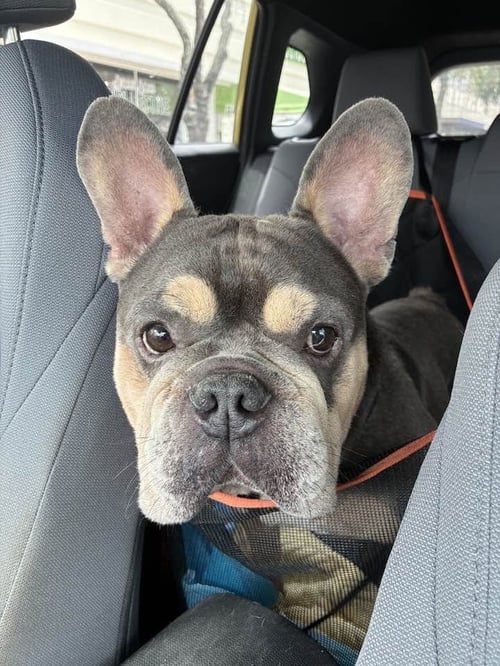 ORLANDO - French Bulldog available for adoption