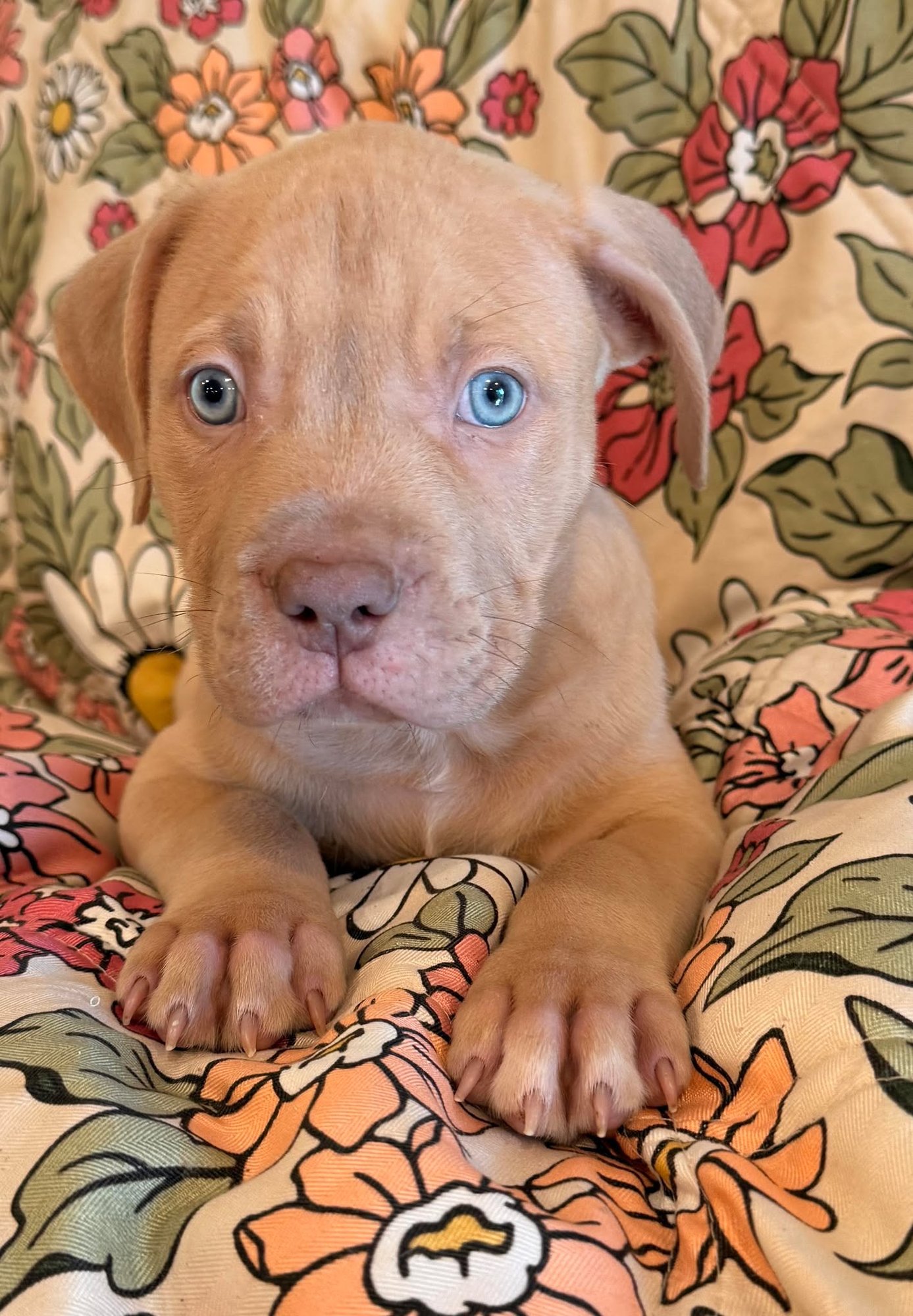 HOSS - Mastiff / Dogue de Bordeaux available for adoption