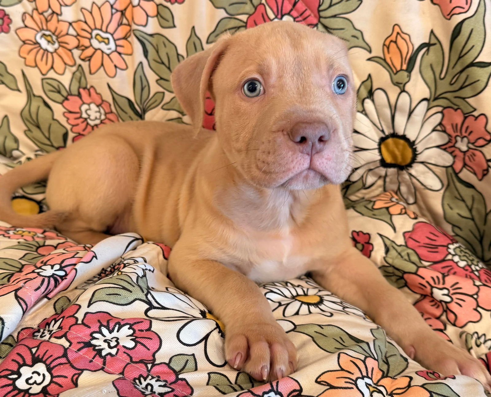 HOSS - Mastiff / Dogue de Bordeaux available for adoption