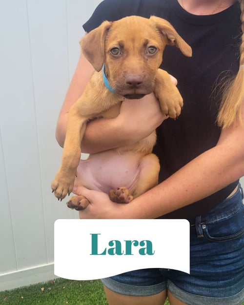 ISABELLA PUP - LARA