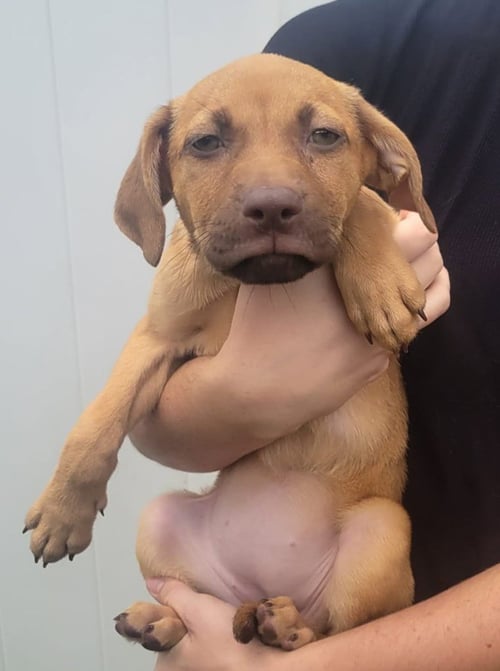 ISABELLA PUP - LARA - Dachshund / Labrador Retriever available for adoption